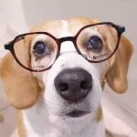 chien beagle porte lunettes de vue