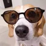 chien beagle porte lunettes de soleil