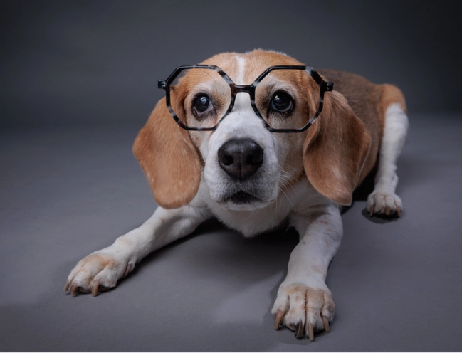 Cléa, notre mascotte Opti'chienne. Beagle à lunettes. Chien à lunettes.